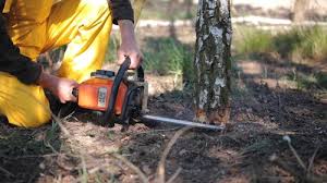 Reliable Winfield, WV  Tree Services Solutions