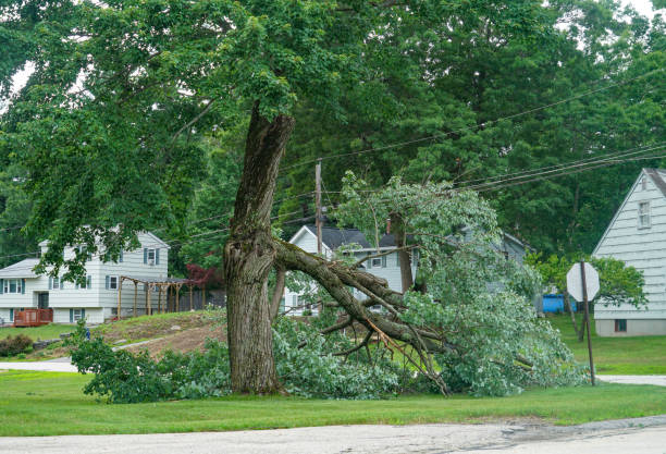 Why Choose Our Tree Removal Services in Winfield, WV?